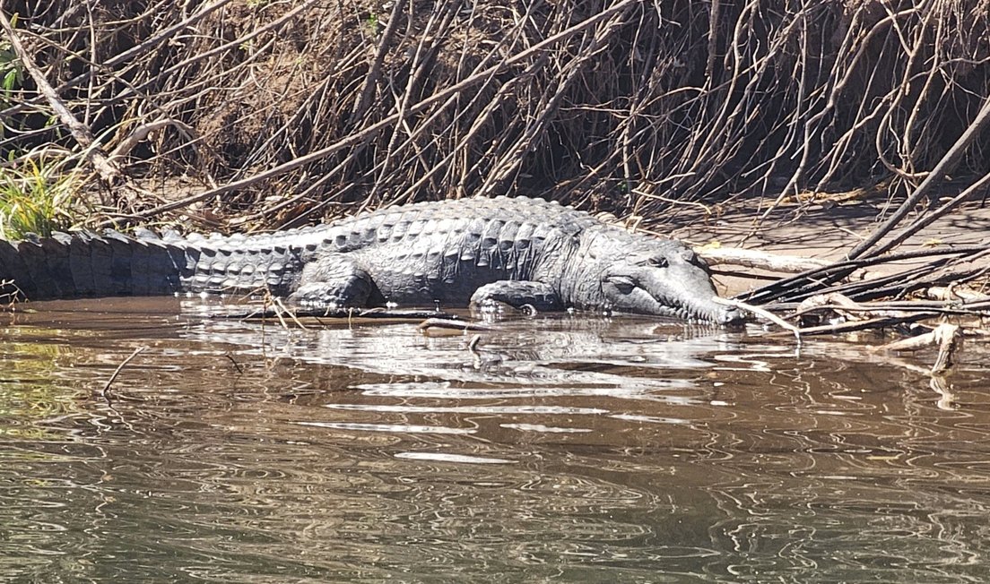 A picture of a freshwater crocodile